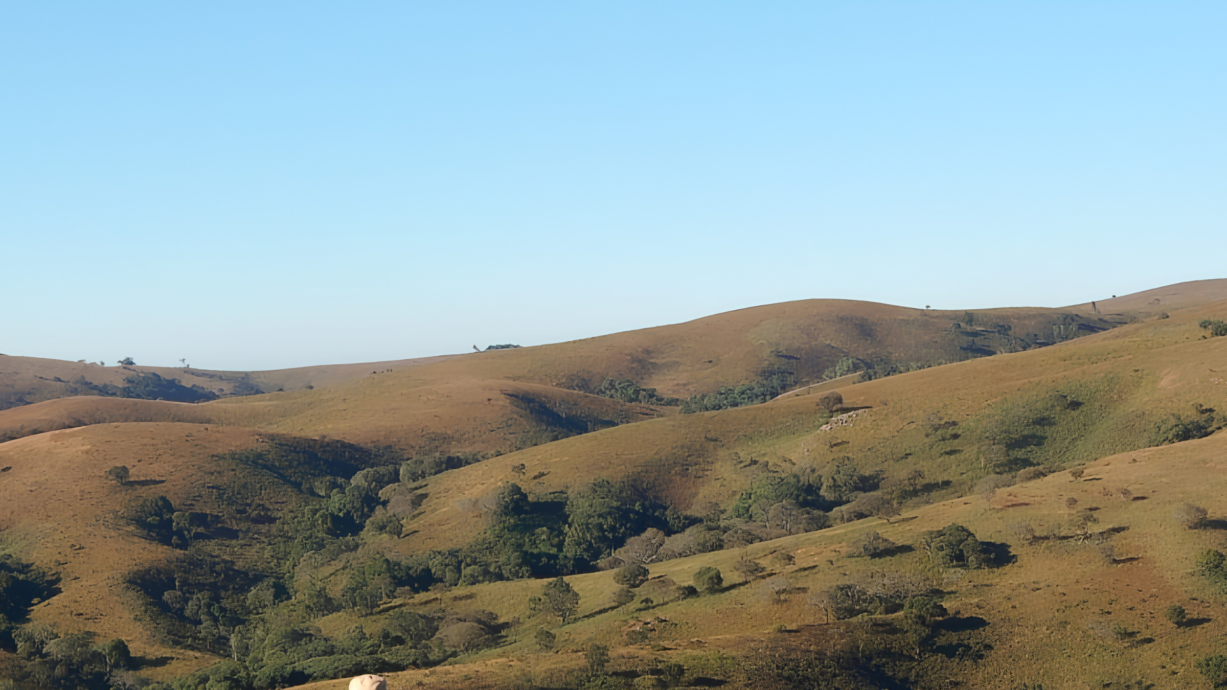 Viphya forest walks
